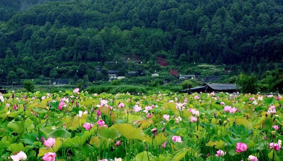 去西双版纳旅游有哪些需要注意的事项