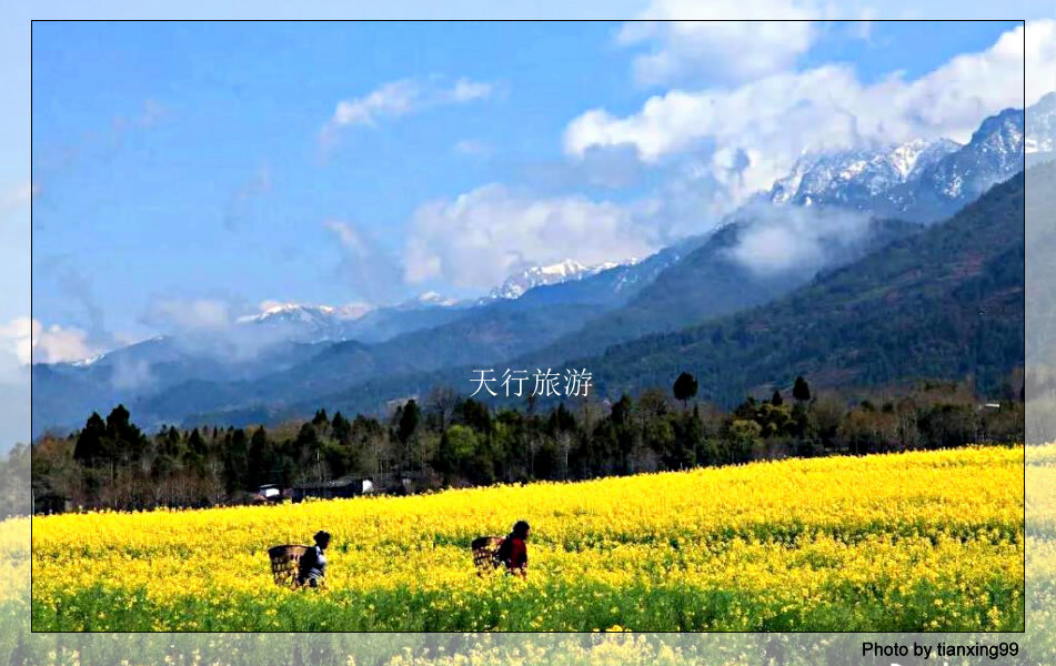 云南旅拍地推荐：初冬微凉空气中的金色村落—腾冲银杏村