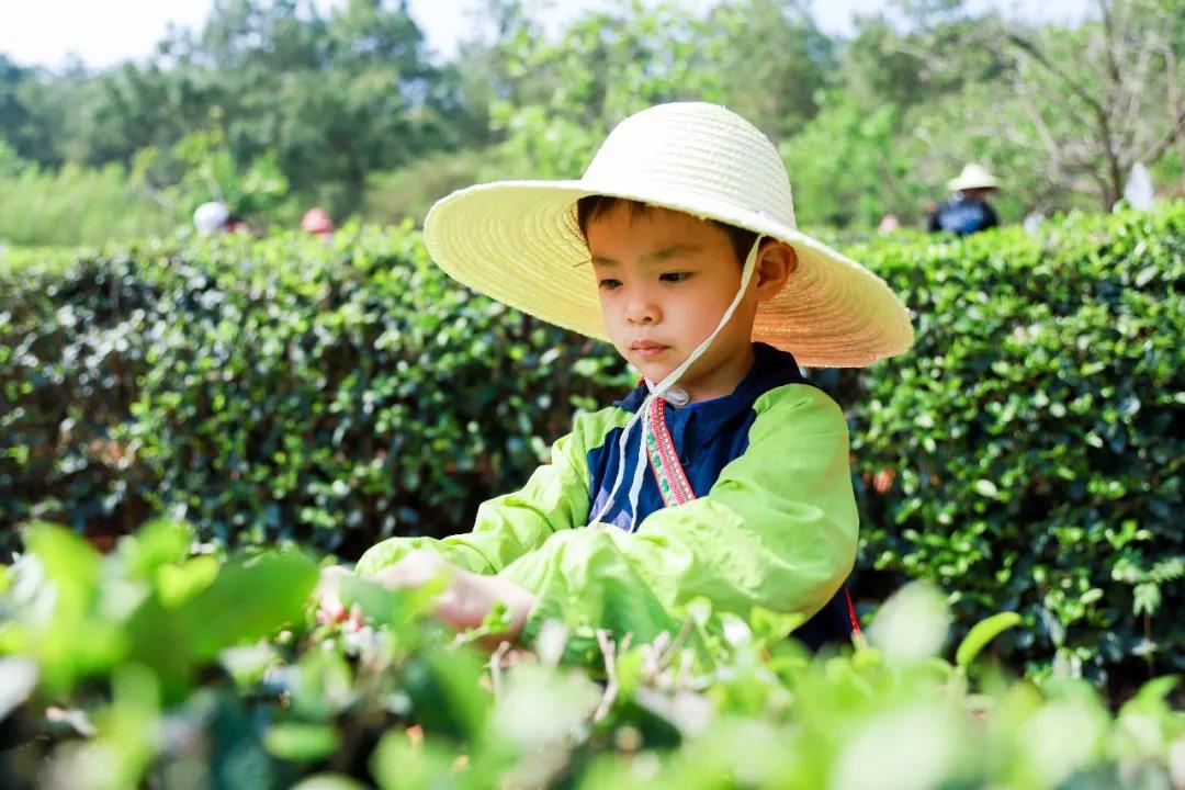 五一假期有安排了吗？快来体验采茶制茶品茶乐趣