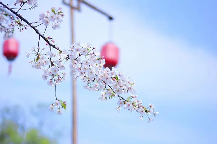 旅游景区如何良性循环应对市场变化？