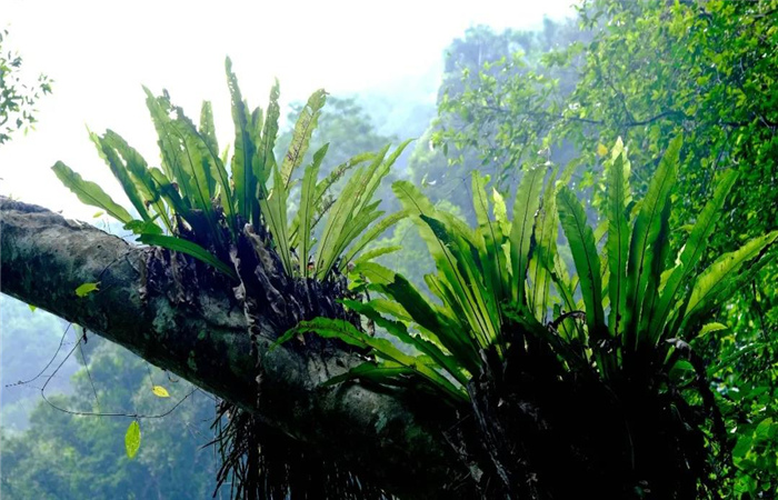 绿水河热带雨林 绿水河热带雨林