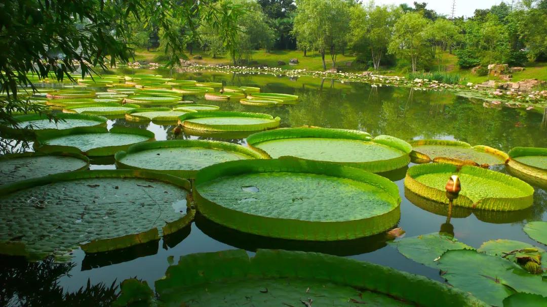 版纳中科院植物园