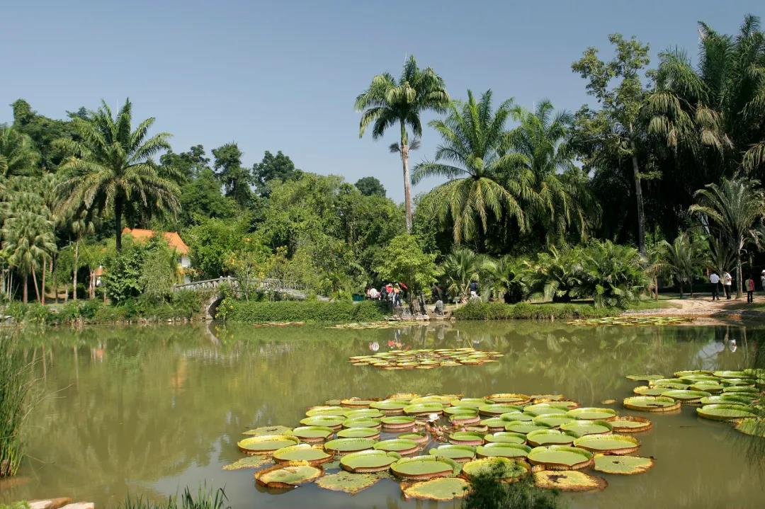 版纳中科院植物园
