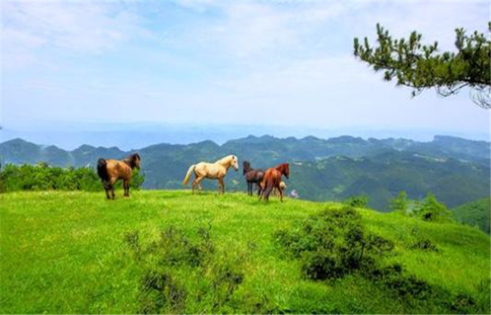 乡村旅游
