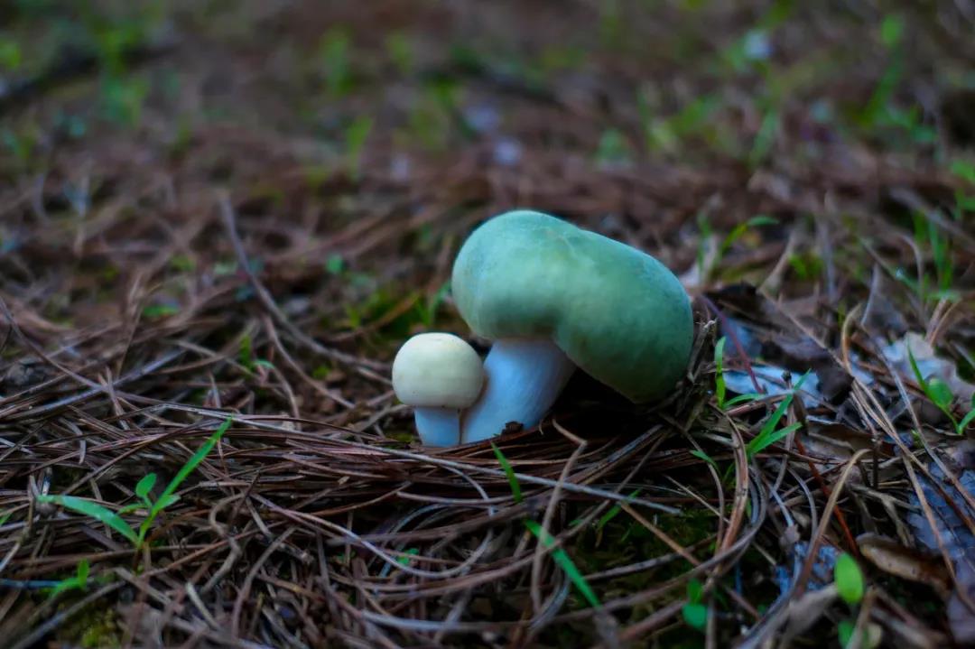 暴雨过后，云南人该做这件事了