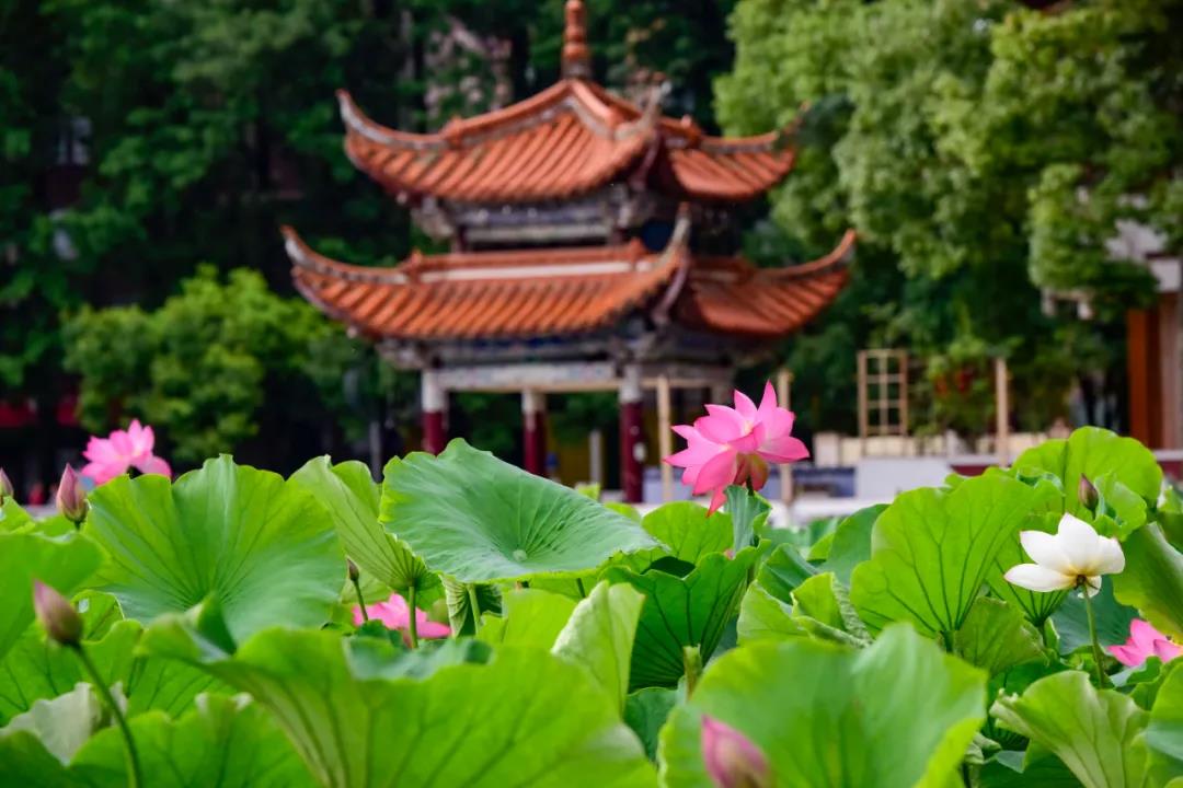 夏日云南这些地方荷花早已盛放,或洁白素雅、或红如胭脂等你来赏荷