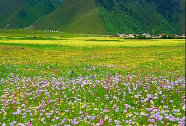 云南传媒公司：纳帕海大草原——一半是湖泊，一半是草原