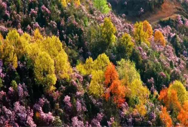 云南传媒公司：轿子雪山即将迎来最盛花期，满山杜鹃美哭了