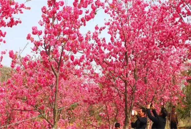 云南旅拍地推荐：抚仙湖的樱花开了，太震撼了！！