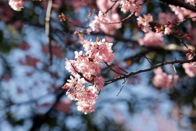 云南冬樱花 云南冬樱花