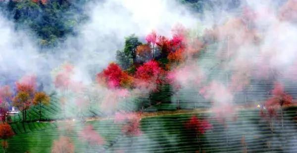 大理无量山樱花 大理无量山樱花