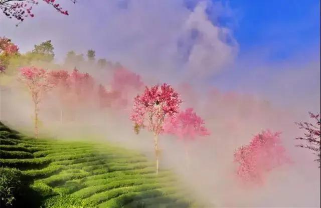 楚雄白竹山樱花 楚雄白竹山樱花