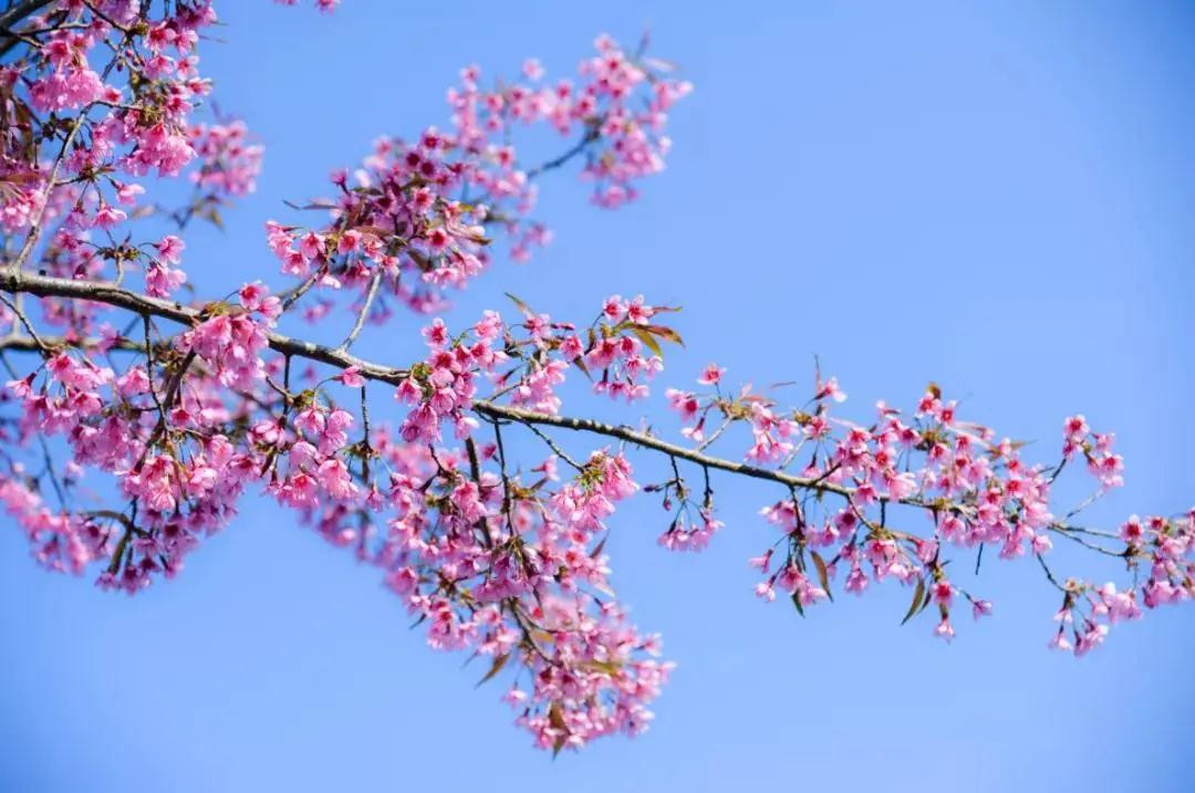 红河太平湖森林小镇樱花 红河太平湖森林小镇樱花
