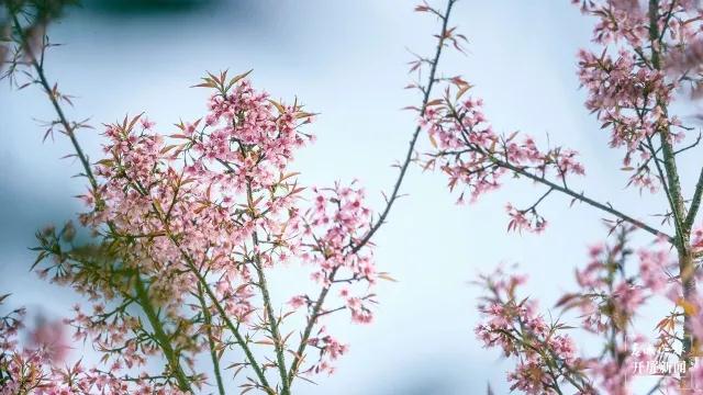 保山龙陵樱花 保山龙陵樱花