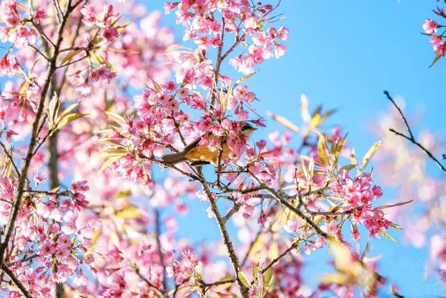 保山龙陵樱花 保山龙陵樱花