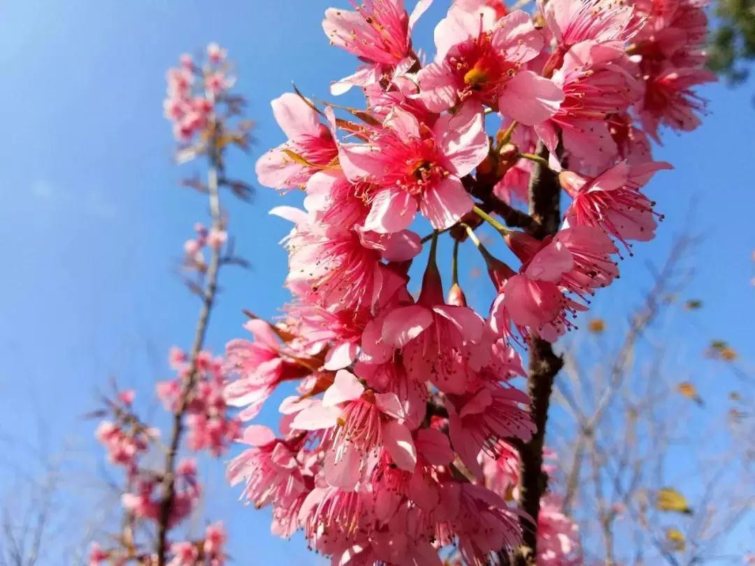 文山普者黑樱花 文山普者黑樱花
