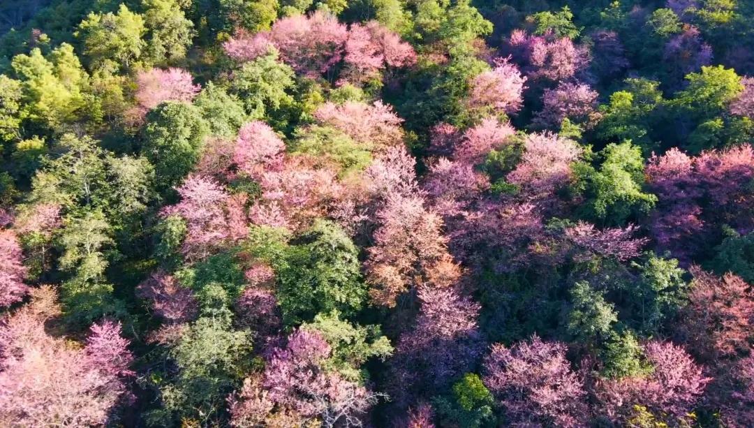 保山施甸樱花 保山施甸樱花