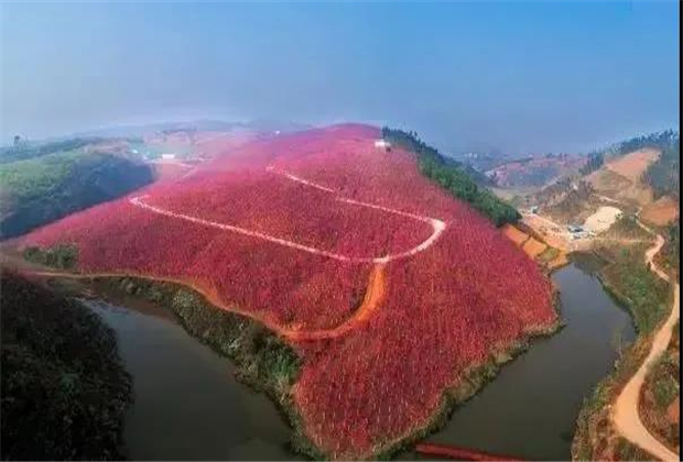 云南传媒公司：美爆了！3800亩樱花开了，宜良山后樱花谷等你来！