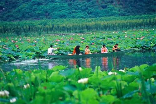 2022普者黑夏令营：山水田园，万亩荷花游学，探访彝族古村，感知民族文化！