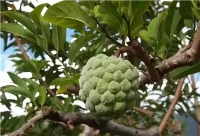 西双版纳奇妙水果季节正当时