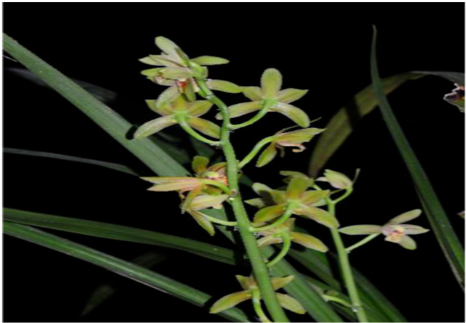 领略生物多样化西双版纳国家重点保护野生兰科植物之美