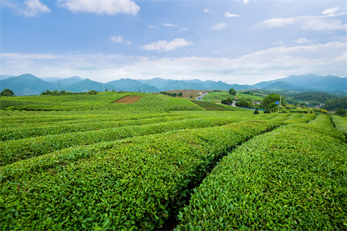  楚雄旅游精品线路推荐—楚雄奇山异水走廊•温泉康养之旅