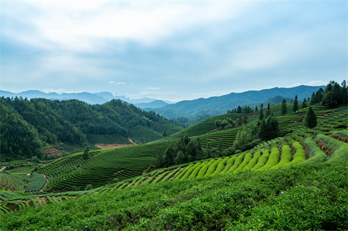 云南旅游 普者黑深藏在云南群山中的人间绝色！美在随风摇曳的万亩荷花海