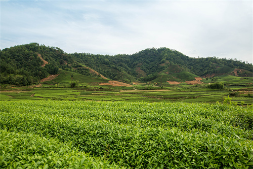 云南研学旅行地点推荐--昆明亲子研学旅行  启发孩子思想  启迪孩子思维