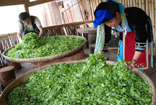 普洱定制旅游 普洱研学旅行 国家级非遗项目：宁洱普洱茶·贡茶制作技艺