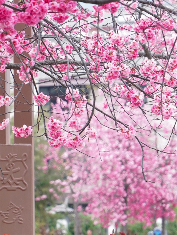 云南旅游,云南旅行社,云南团建公司,云南策划公司,云南会议公司,丽江旅游,丽江旅行社,丽江团建公司,丽江策划公司,丽江会议会展：丽江浪漫樱花季，快抓紧去拍