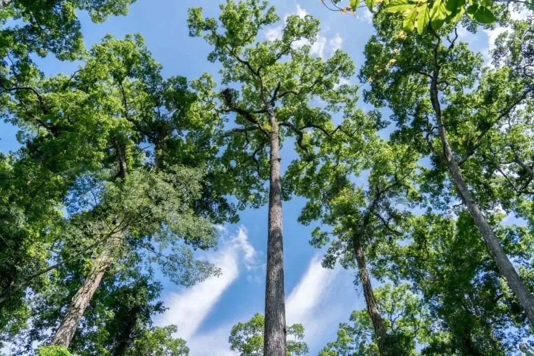 云南旅游,云南团建公司,云南策划公司,云南会议会展,云南策划执行,西双版纳团建公司,西双版纳策划公司：冬天去版纳怎么玩？3 条路线帮你安排明白