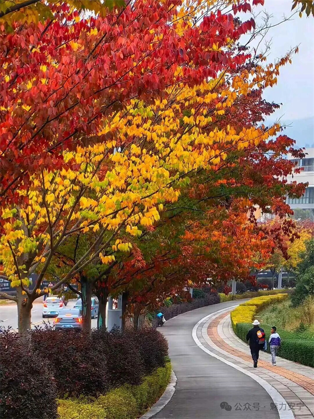 云南旅游,云南旅行社,云南团建公司,云南策划公司,云南会议会展,云南策划执行,昆明旅游,昆明旅行社,昆明团建公司,昆明策划公司,昆明会议会展：满树深红出浅黄，秋叶更胜二月花！去安宁邂逅秋天柔软的轮廓