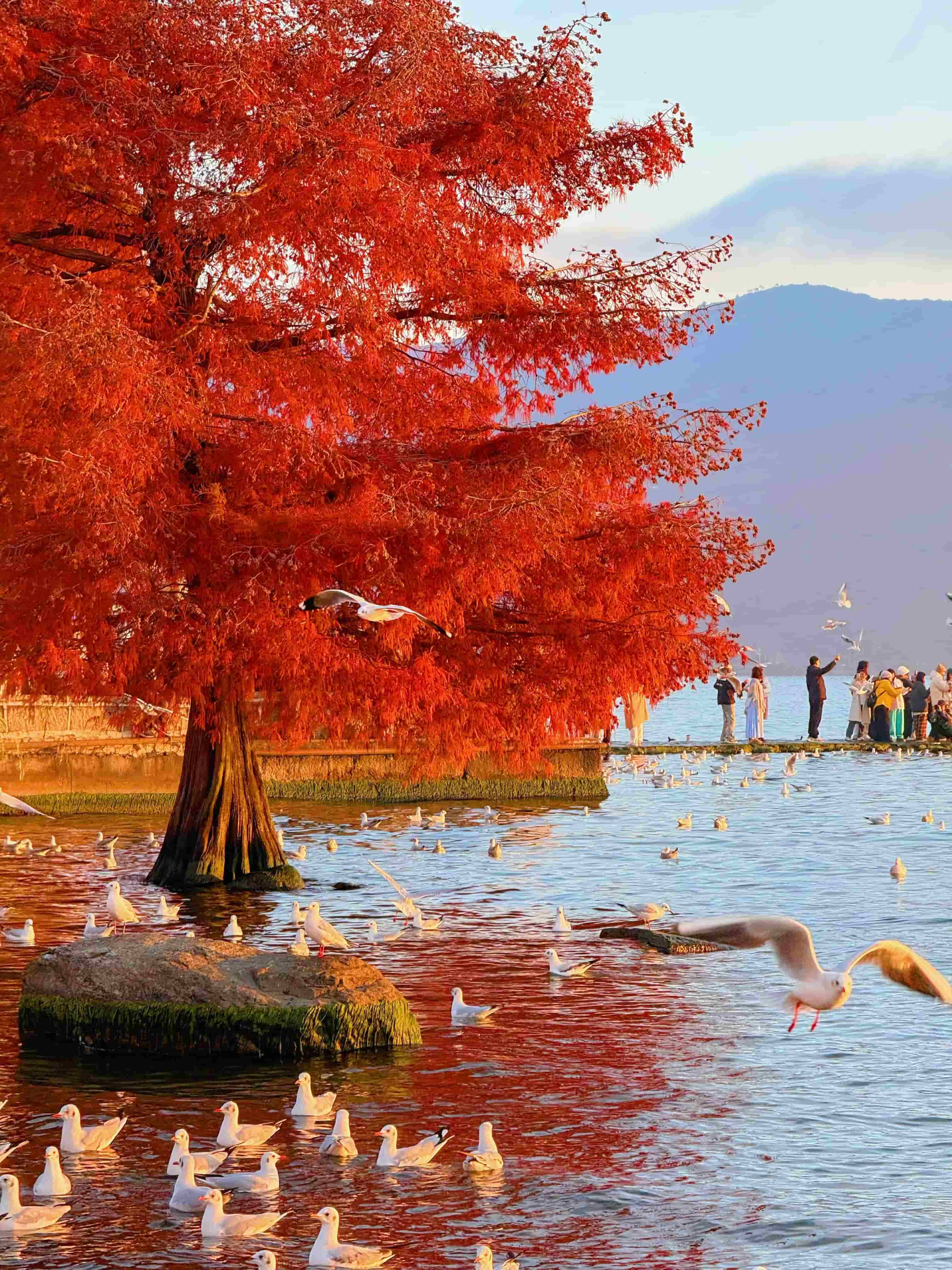 12.3实拍！云南大理的冬天简直是人间理想啊…