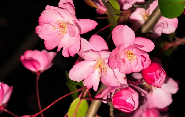 昭通旅游：省耕公园的垂丝海棠已上线，就差你了！