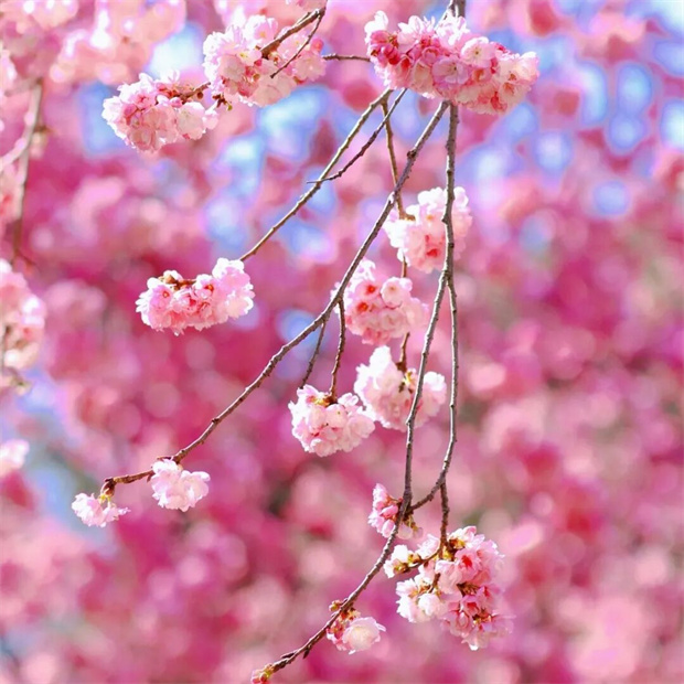 大理旅游：春天就要来大理Color Walk