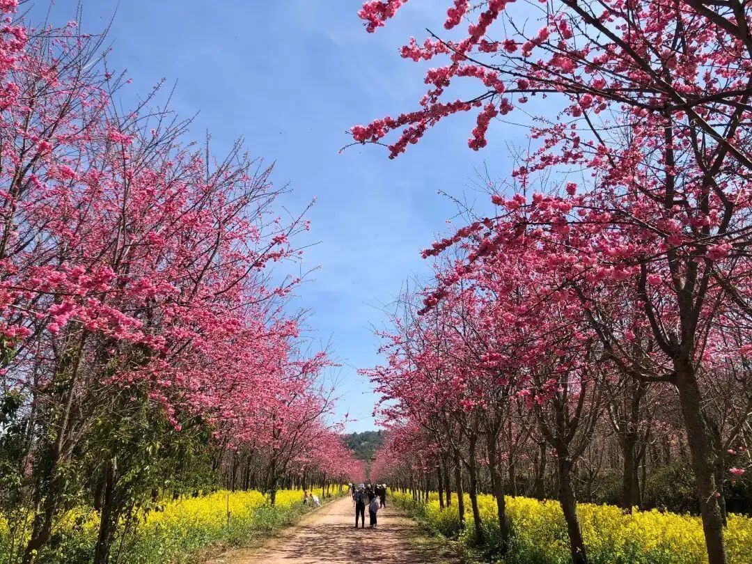 旅居云南丨繁花相伴 茶咖飘香 浪漫春日共赴一场滇南最美乡愁之旅