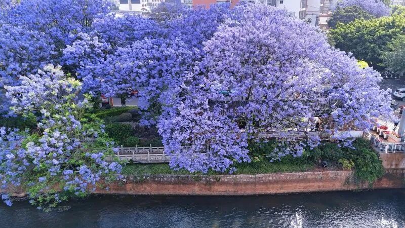 有一种叫云南的生活丨四月，来红河赴一场花事