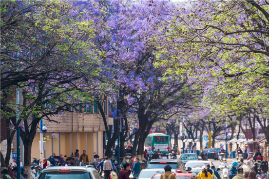 有一种叫云南的生活丨邀你共赴花漾云南花样事 ——云南“五一”期间文旅活动清单