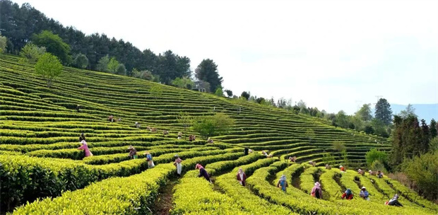 大理旅游:在大理,茶叶还能这样吃